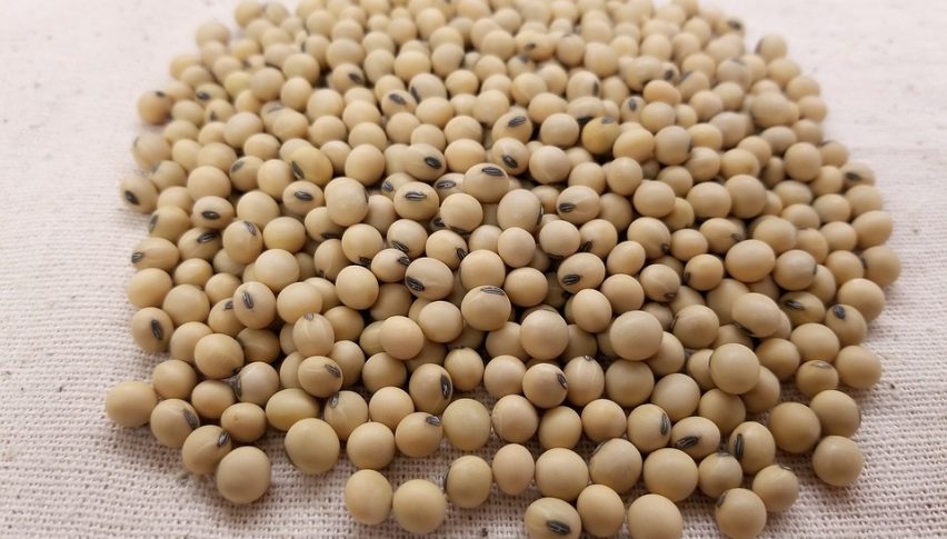 Soybean imports