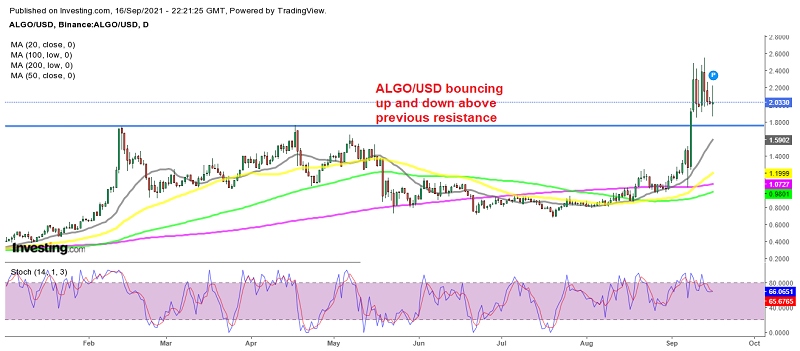 Algorand trying to make up its mind