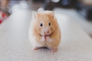 Hamster Kombat Airdrop Delayed Due to Technical Challenges