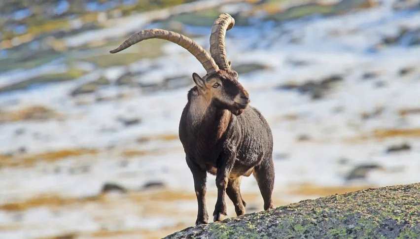 The Ibex was soaring high today